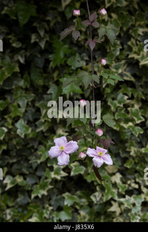 Clematis Montana var Rubens "Elizabeth". Clematis Montana Elizabeth Blumen vor Ivy in einem Garten. UK Stockfoto