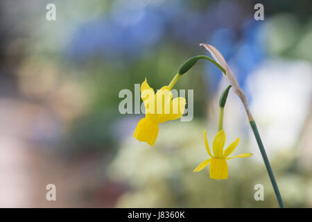 Narcissus "Solveigs Lied". Miniatur-Narzissen-Blüten Stockfoto