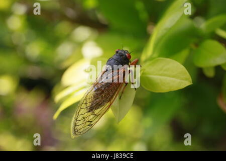 05252017 - Bloomington, Indiana, USA: Eine Zikade ruht in den Blättern eines Busches nach dem Austritt aus der Schale. Frühe Brut X Zikaden sind 4 Jahre entstanden. Stockfoto