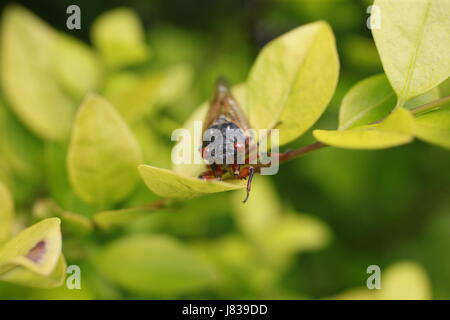 05252017 - Bloomington, Indiana, USA: Eine Zikade ruht in den Blättern eines Busches nach dem Austritt aus der Schale. Frühe Brut X Zikaden sind 4 Jahre entstanden. Stockfoto