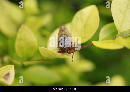 05252017 - Bloomington, Indiana, USA: Eine Zikade ruht in den Blättern eines Busches nach dem Austritt aus der Schale. Frühe Brut X Zikaden sind 4 Jahre entstanden. Stockfoto