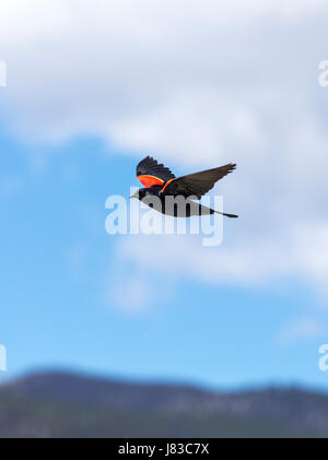 Rotschulterstärling (Agelaius Phoeniceus) im Flug; zentralen Colorado; USA Stockfoto