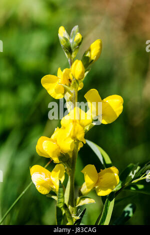 Golden Banner; THERMOPSIS Montana; Wildblumen in voller Blüte; Vandaveer Ranch; Salida; Colorado; USA Stockfoto
