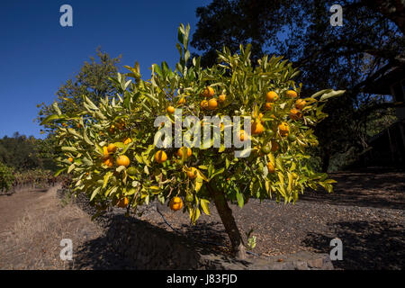 Mandarin-Limes, Rangpur Früchte, Schule Haus Weinberg, St. Helena, Napa Valley, California, Vereinigte Staaten von Amerika Stockfoto