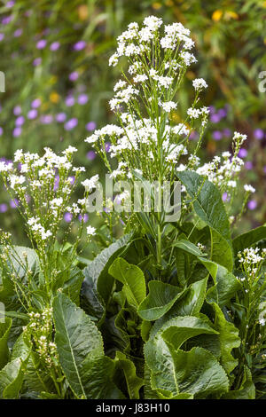 Blume des Pferdes, Armoracia rusticana, blühend und Blätter Stockfoto