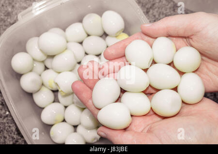 Hände halten einige Wachteln Eiern ohne Schale gekocht Stockfoto