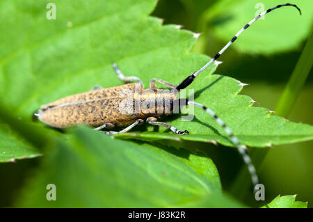 Käfer Blatt Insekt Insekten Sonnen Augen Käfer Antenne Frühjahrssaison setzen sitzen Stockfoto