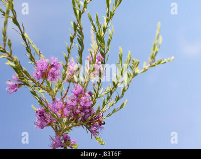 Australische Wildblumen, Melaleuca Thymifolia, bekannt als Thymian Honig-Myrte oder rosa Spitze Honig Myrte gegen blauen Himmel Stockfoto