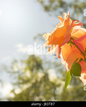 Rose Blume Hintergrund mit neutralen textfreiraum geeignet für Sympathie, Mitgefühl, Beerdigung oder Verlust Stockfoto