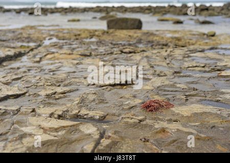 Mooloolaba Beach Australien, Ebbe auf felsigen Vorland mit Algen, Felsen, Salzwasser-Pools und Wellen im Hintergrund Stockfoto