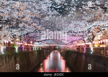 Kirschblüte ausgekleidet Meguro Kanal in der Nacht in Tokio, Japan. Frühling im April in Tokio, Japan. Stockfoto