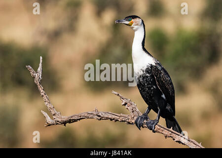 Weißer-Breasted Kormoran Stockfoto