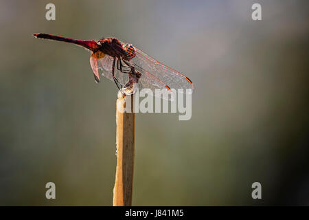 Libelle sitzt auf lesen Stockfoto