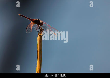 Libelle sitzt auf lesen Stockfoto