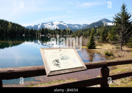 Ein Board über Biber das nachtaktive Tier durch einen Bergsee-trail Stockfoto