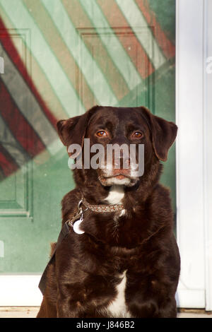 Chocolate Labrador Retriever posiert vor der Tür mit der amerikanischen Flagge Reflexion Stockfoto