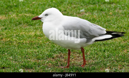 Schritt Stufe Profil schöne beauteously schönes Detail Farbe Closeup Tiere Vogel Stockfoto