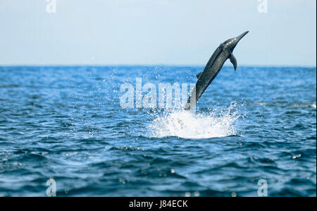 Ein Spinner-Delfin (Stenella Longirostris) springt aus dem Ozean aus Costa Rica Osa Halbinsel. Stockfoto