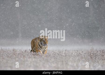 Sibirischer Tiger (Panthera Tigris Altaica), Gefangenschaft, zu Fuß über eine Wiese in starkem Schneefall, Mähren, Tschechien Stockfoto