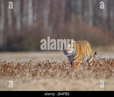 Sibirischer Tiger (Panthera Tigris Altaica), Gefangenschaft, zu Fuß auf einer Wiese, Mähren, Tschechien Stockfoto