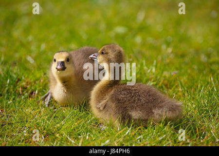 Graugans (Anser Anser), zwei Küken sitzen auf Wiese, Schleswig-Holstein, Deutschland Stockfoto