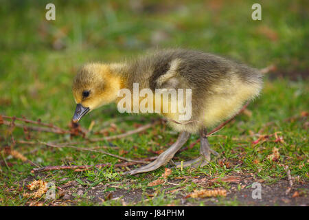 Graugans (Anser Anser), Küken, Schleswig-Holstein, Deutschland Stockfoto