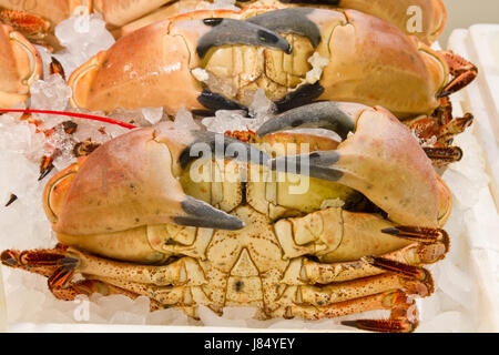 frische Krabben Stockfoto