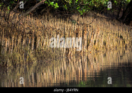 Atmung-Wurzeln der Mangroven-Baum in den Sundarbans. Bangladesch Stockfoto