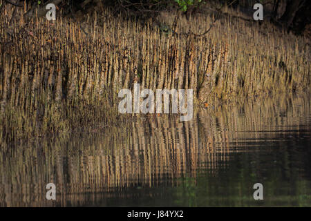 Atmung-Wurzeln der Mangroven-Baum in den Sundarbans. Bangladesch Stockfoto