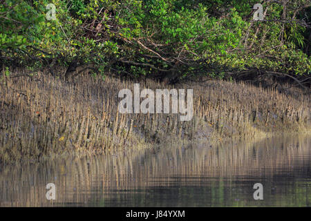 Atmung-Wurzeln der Mangroven-Baum in den Sundarbans. Bangladesch Stockfoto