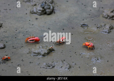 Rote Krabbe in Sundarbans, ein UNESCO-Weltkulturerbe und ein Naturschutzgebiet in Bangladesch Stockfoto