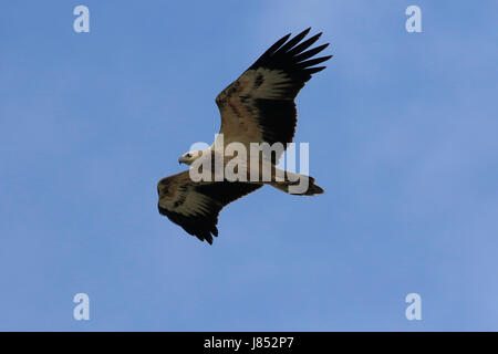 Brahminy Kite Juvenile (Haliastur Indus) in der Welt größte Mangrovenwald Sundarbans, berühmt für die Royal Bengal Tiger und UNESCO-Welterbe Stockfoto