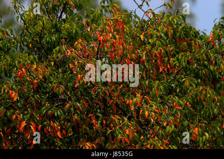 Mangrove sportliche fröhliche Farben im Frühsommer in den Sundarbans, ein UNESCO-Welterbe und größte Mangrovenwald der Welt. Bagerhat, Bangladesch. Stockfoto