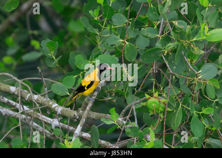 Schwarz mit Kapuze Pirol (Oriolus Xanthornus) in der Welt größte Mangrovenwald Sundarbans, berühmt für die Royal Bengal Tiger und UNESCO-Welterbe Stockfoto