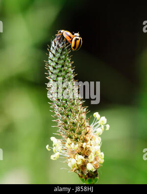 Gestreifter Marienkäfer Käfer (Micraspis Frenata) oder Marienkäfer auf einem Flowerhead Paarung Kiama, New-South.Wales, Australien Stockfoto