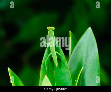 Gottesanbeterin auf einem Blatt, New-South.Wales, NSW, Australien Stockfoto