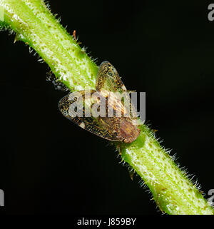 Passionsblume Hopper (Scolypopa Australis), eine eingeführte Schädlingsbekämpfung nach Australien Stockfoto