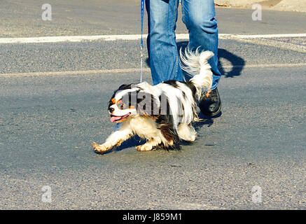 King Charles Spaniel zu Fuß auf der Straße an der Leine, Australien Stockfoto