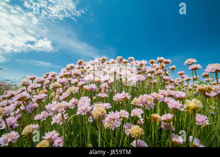 Warme sonnige Wetter auf der Insel St. Martin in die Isles of Scilly, die Großbritanniens heißesten Tag des Jahres im Jahr 2017. Stockfoto