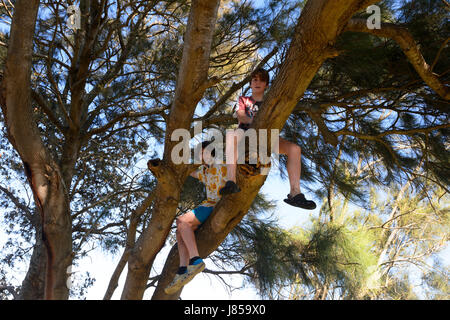 Zwei jungen, Kletterbaum, Australien Stockfoto