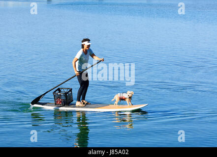 Junge Frau und ein weißer Hund tragen einer Rettungsweste auf Stand up paddleboard Stockfoto