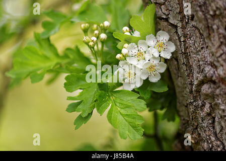 Crataegus, Weißdorn, Thornapple, gemeinhin als Mai-Baum, Weißdorn oder Hawberry, ist eine große Gattung von Sträuchern und Bäumen in der Familie der Rosengewächse. Stockfoto