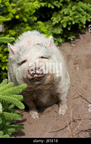 Augen vor Bauch Bauch Borsten dicken breiten fettes Schwein dunklen Glanz scheint hell Stockfoto