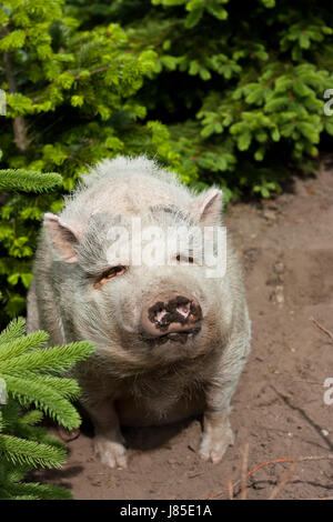 Augen vor Bauch Bauch Borsten dicken breiten fettes Schwein dunklen Glanz scheint hell Stockfoto