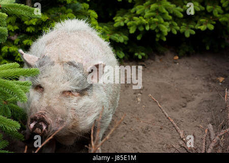 Augen vor Bauch Bauch Borsten dicken breiten fettes Schwein dunklen Glanz scheint hell Stockfoto