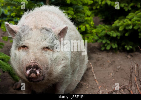 Augen vor Bauch Bauch Borsten dicken breiten fettes Schwein dunklen Glanz scheint hell Stockfoto