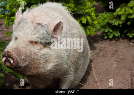 Augen vor Bauch Bauch Borsten dicken breiten fettes Schwein dunklen Glanz scheint hell Stockfoto