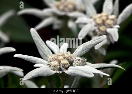 Edelweiss Stockfoto