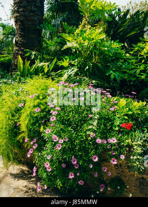 Ein Busch von lila Blüten. In den Vordergrund Osteospermum, in der Nähe der kleinblättrige Farn. Blumen in das Arboretum Trsteno, Kroatien. Stockfoto