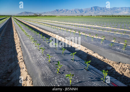 Schwarzes Plastik bedeckt Feld und Sämlinge im Imperial Valley von Kalifornien, USA. Stockfoto